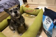 Bauer's Pet Cuisine on SmartShanghai