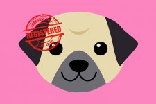 [How To]: Get a Dog License in Shanghai